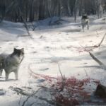 Assassins Creed III
