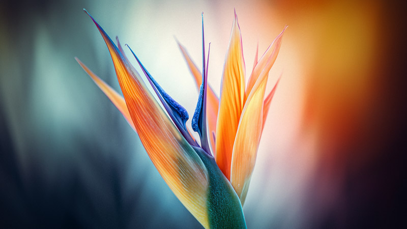 Bird Of Paradise Wallpaper