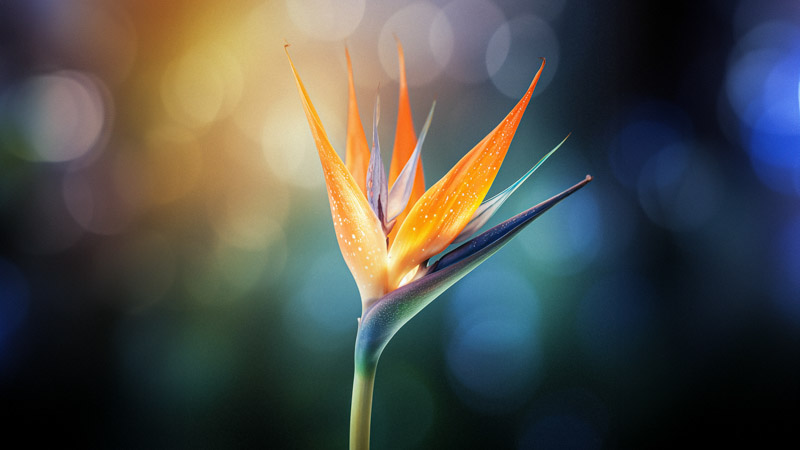 Bird Of Paradise Wallpaper