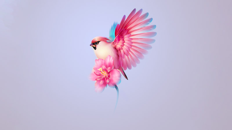 Bohemian Waxwing Wallpaper