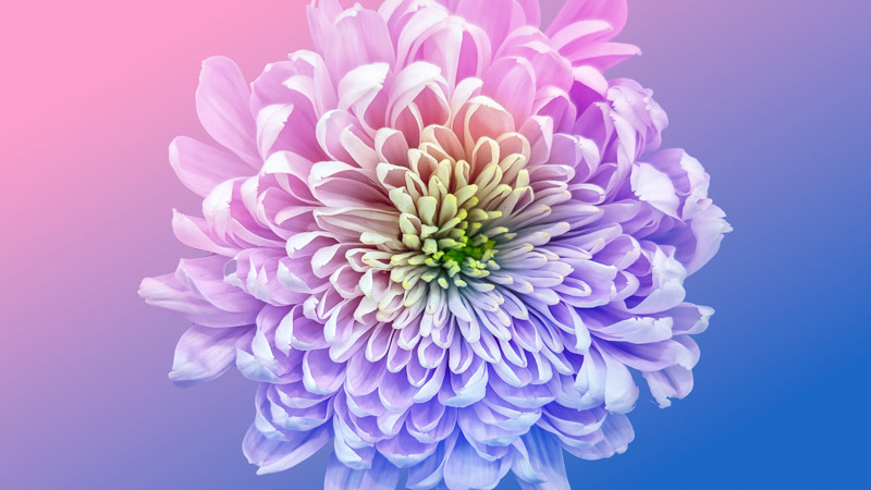 Chrysanthemum Wallpaper