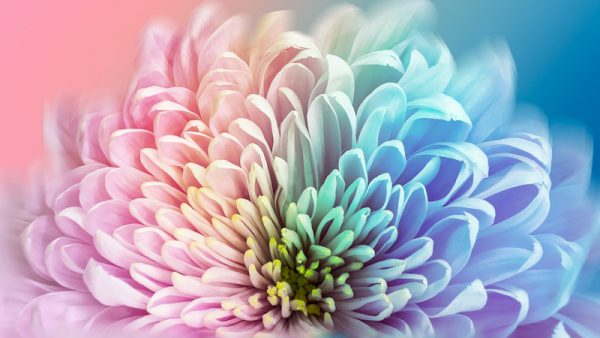 Chrysanthemum Wallpaper