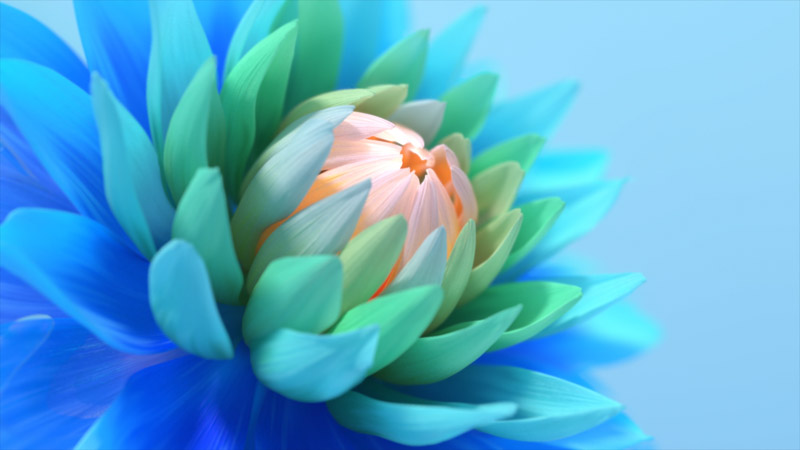 Colorful Flower Blue Background Blossom Bloom Wallpaper