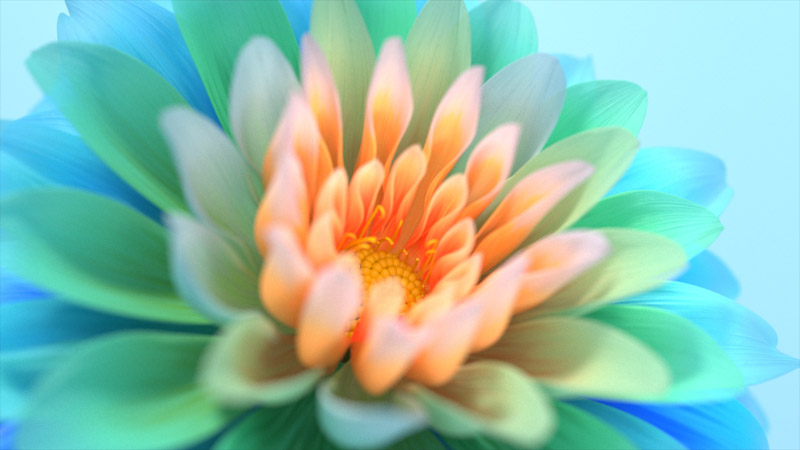 Colorful Flowers Closeup Macro Bloom Digital Art Wallpaper