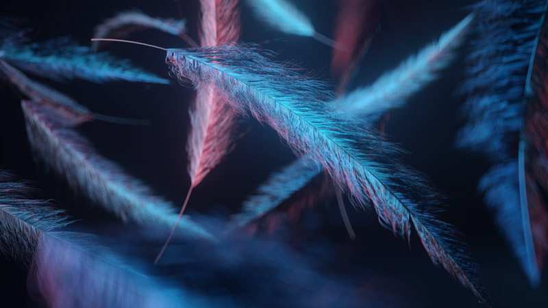 Feathers Macro Dark Background Blue Light Digital Wallpaper
