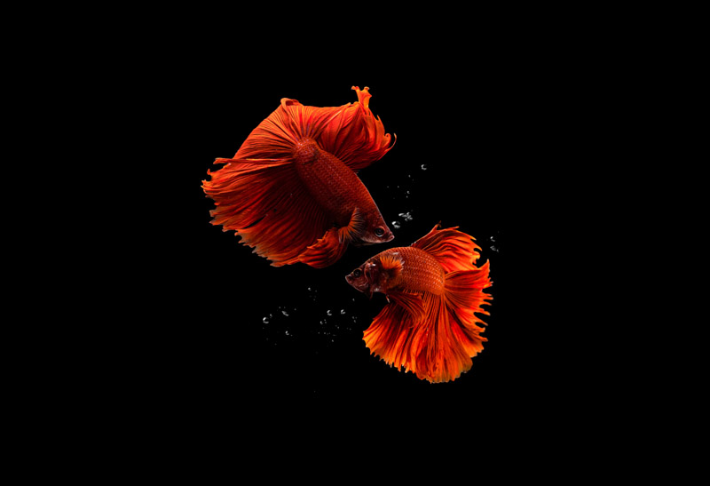 Fishes Aquarium Black Background Amoled Wallpaper
