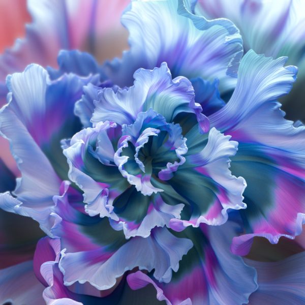 Floral Background Purple Flower Colorful Macro Wallpaper
