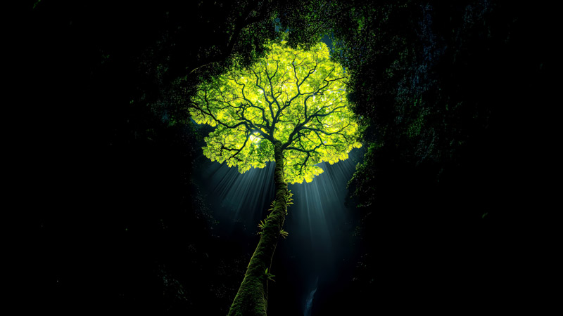 Jungle Tree Dark Wallpaper
