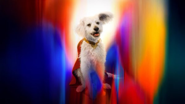 Krypto Superdog Wallpaper