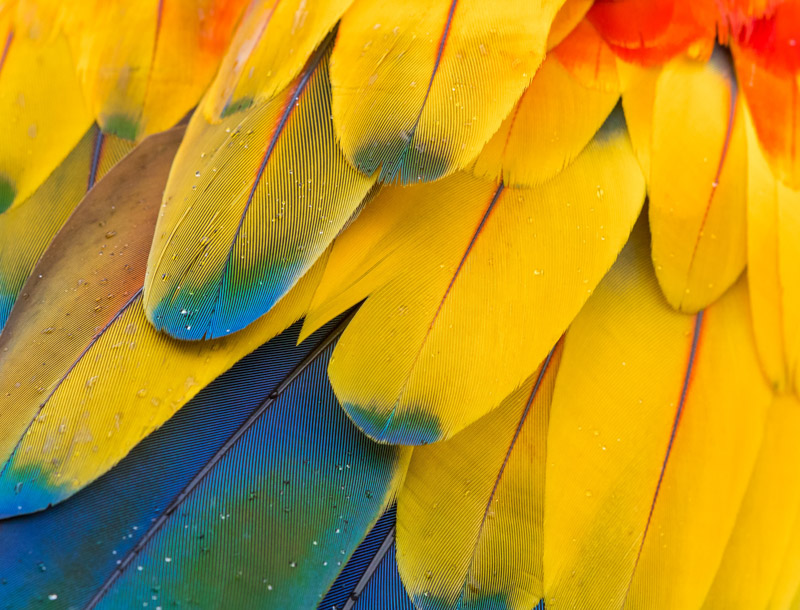 Macaw Feathers Pattern Multicolor Colorful Closeup Macro Wallpaper