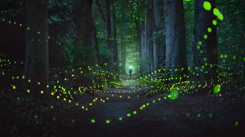 Mystical Forest Wallpaper