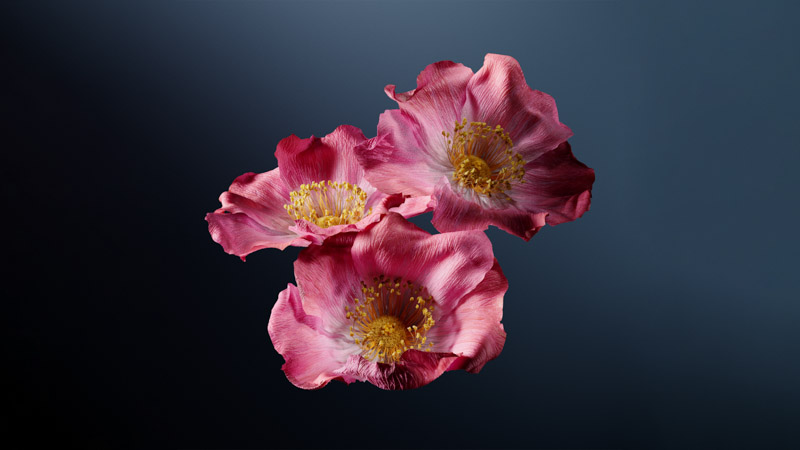 Poppy Flowers Pink Wallpaper