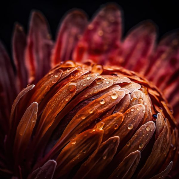 Protea Flower Macro Wallpaper