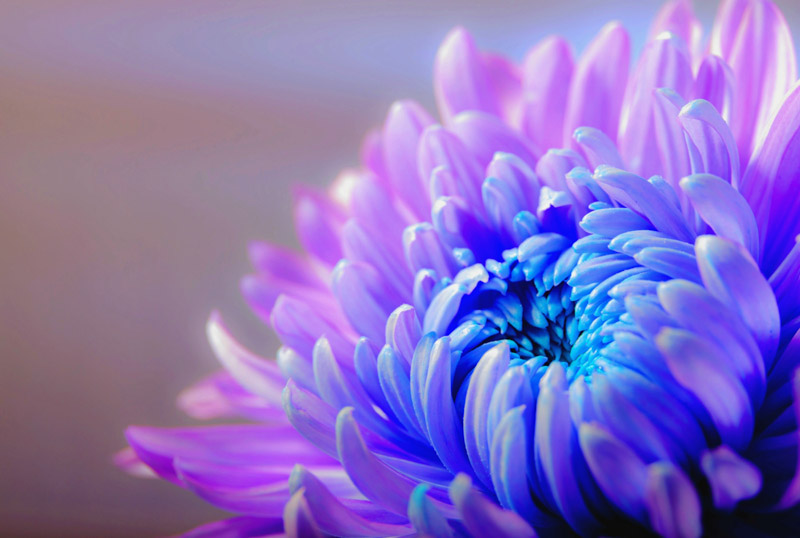 Purple Flower Chrysanthemum Closeup Macro Blossom Bloom Wallpaper