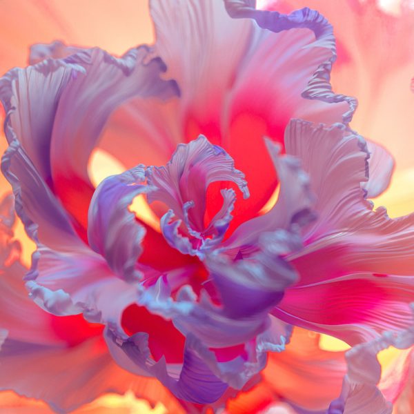 Purple Flower Floral Background Colorful Digital Art Wallpaper