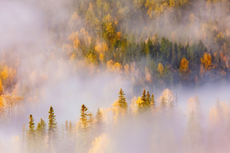 Thick Forest Misty Wallpaper