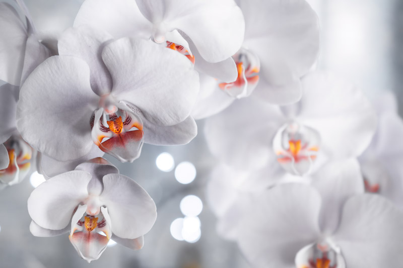 White Orchids Wallpaper