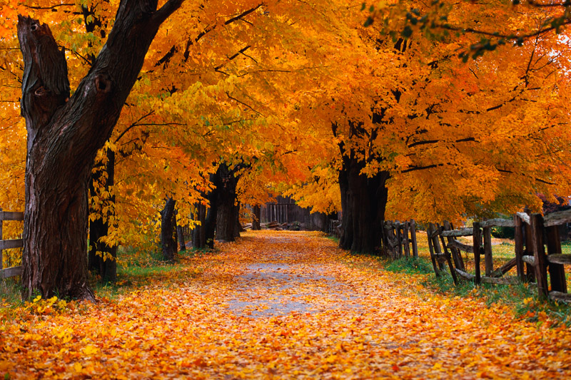 Windows Xp Autumn Wallpaper